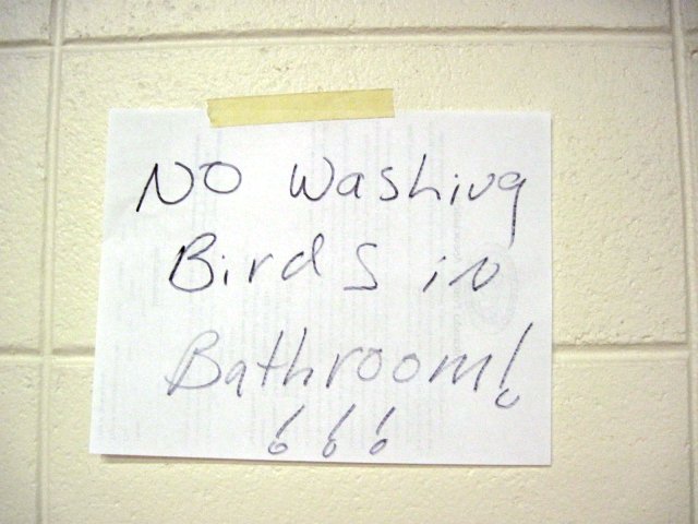 stockshow-bird-wash